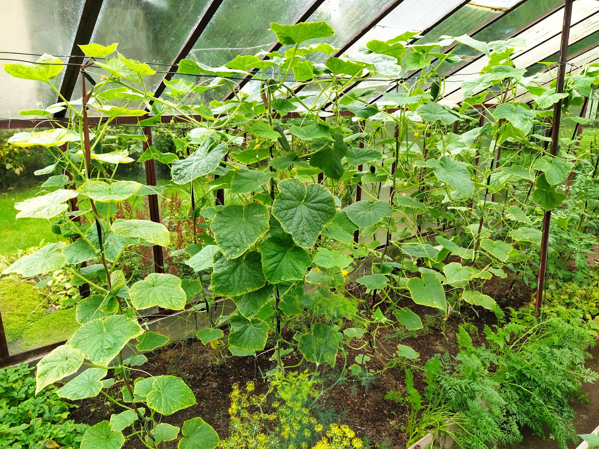 Kuidas kasvatada kurke ja hooldada kurgitaimi!