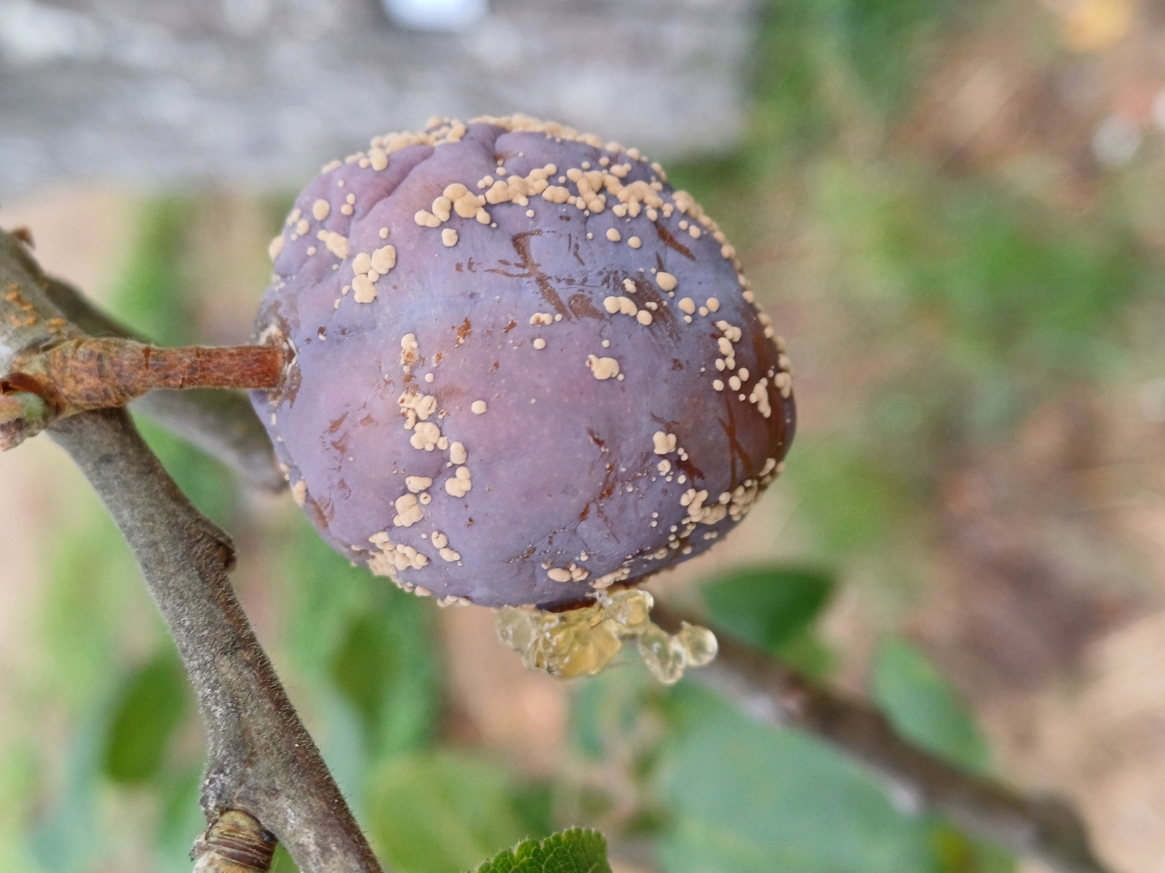 Sügisesed pritsimistööd viljapuuaedades – miks, millal ja millega?